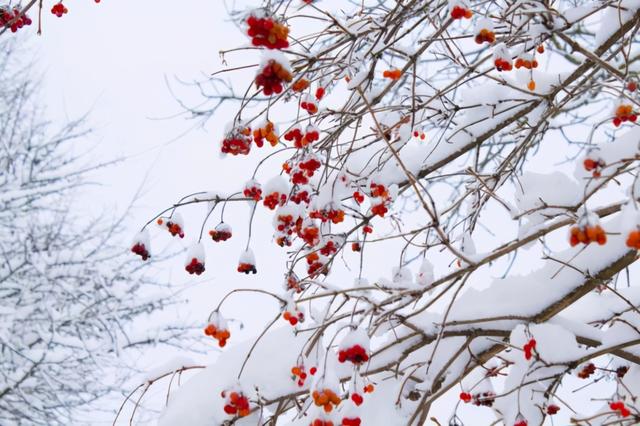 冬不藏精，春必病温，今日大雪，推荐清炖鸡汤