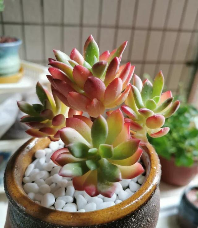 红稚儿不是红孩儿，听话好养护，晒晒太阳就变红