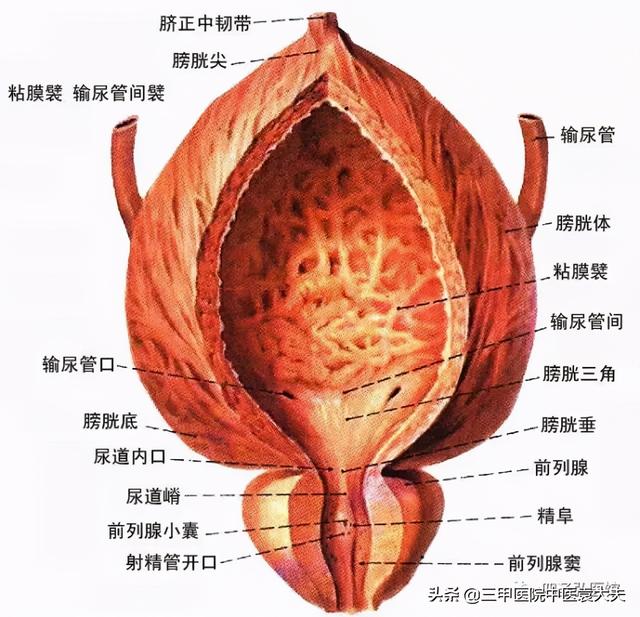 迈入中医之门第84篇：中医视角解读“小便不利类疾病论治”