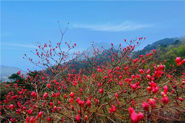 「全国党媒信息公共平台」金视界 | 商城县：女人寨上杜鹃红