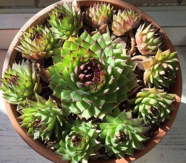 忙？喜欢养多肉？盆栽观音莲牢记此5点，好看又好养