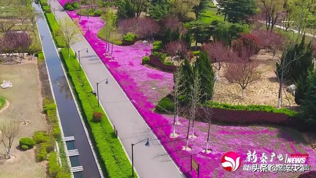 趣旅游@芝樱花海，为新泰“织”起“彩色地毯”！