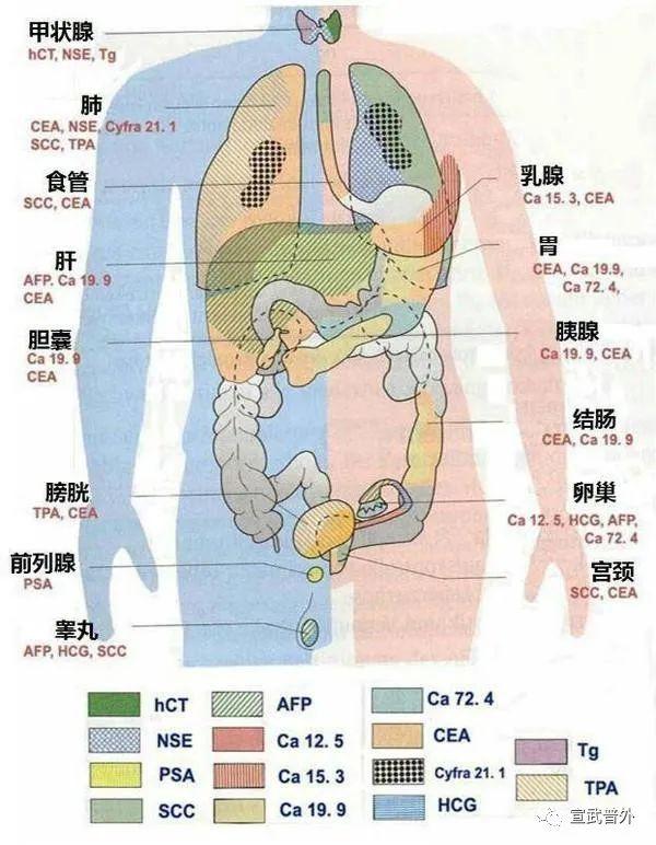 肿瘤|肿瘤标记物升高就一定是癌症吗？