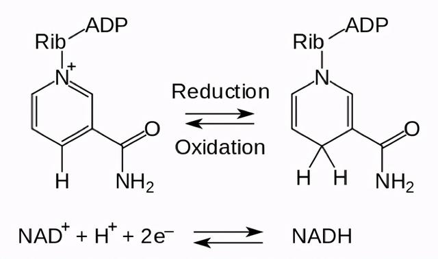 线粒体素（NADH）是啥？