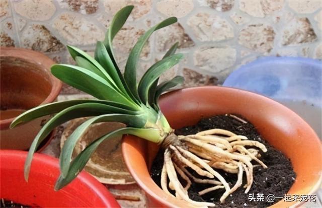 养花总是长不好？可能是犯了4个错误，你中招几个？