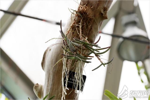 年宵|“属牛”的植物哪里有？年宵花展年味浓