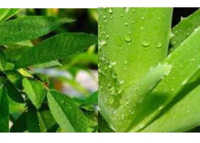 超级宝妈|日本贝亲桃子水，真的这么好用吗