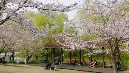 [上观新闻]顾村公园每日限流6万人，宝山推出线上5G“云赏樱”直播