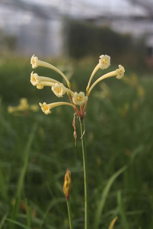 糖果色系垂筒花，满满少女心