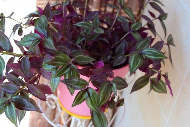 养花烂根最常见，怎么从根本上解决？学会这3招，不积水不烂根