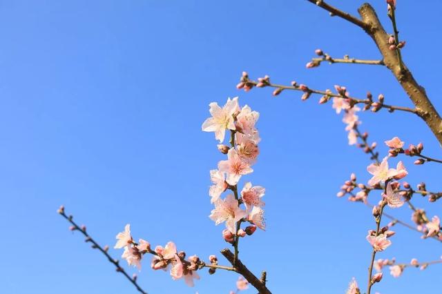 趣旅游■中国绿都 最氧三明 | 掬一捧春色,赏建宁桃红梨白……