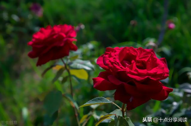 让孩子赢在生命形成的一刹那