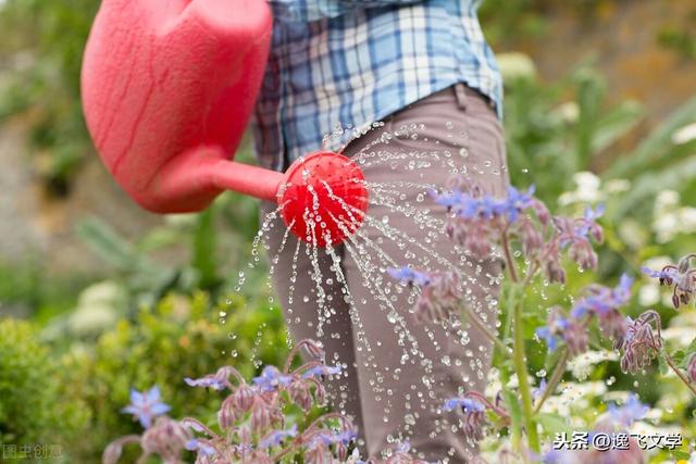 「散文」 赏花与养花