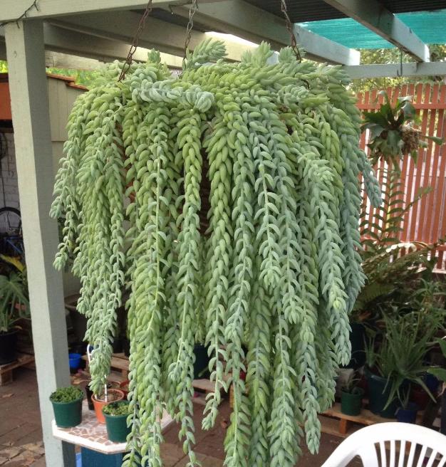 多肉玉缀怎么养？掌握“4点”，一簇簇的叶子将长得又密又粉嫩