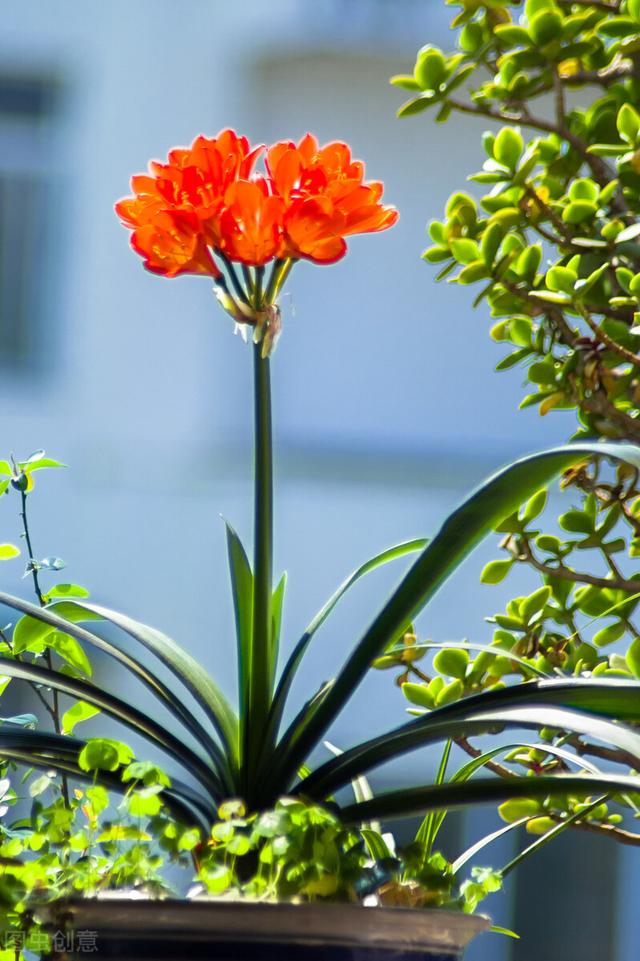 5种花开不好，可能是温差在作怪，它们喜欢大温差