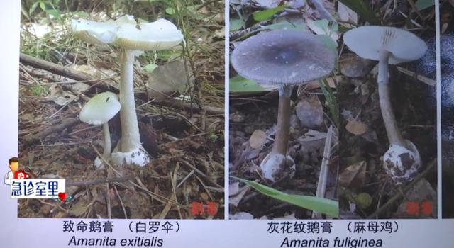 冯燕|致命毒菌，一家三口吃了全倒下！69岁奶奶抢救无效去世