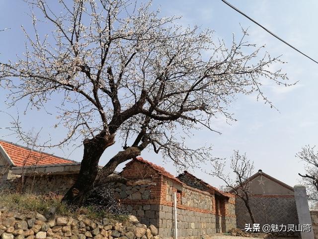 「旅行柚子君」青岛西海岸新区铁橛山下樱花盛开