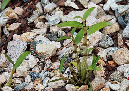 神农本草图经，薯蓣 菊花 甘草 人参 石斛 石龙芮