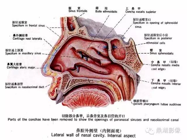 WoW，最全神经系统解剖图来了