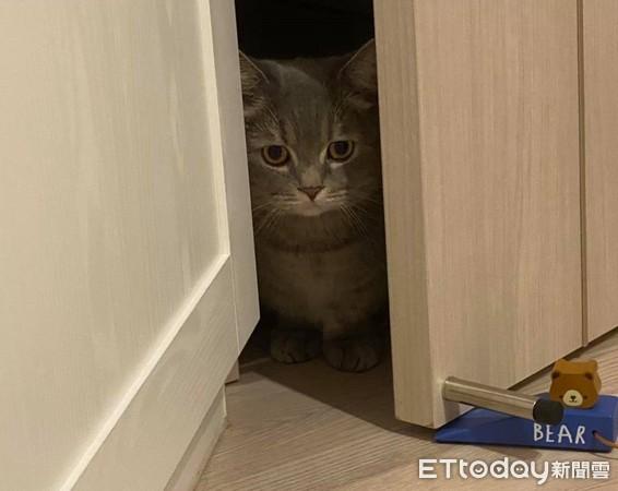 花4万造绝美猫墙！　主子不赏脸「只窝沙发下」奴才心碎