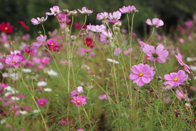 格桑花，美好时光，幸福花