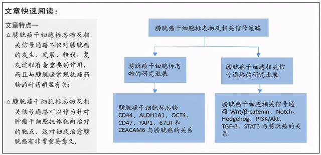 膀胱癌干细胞标志物及相关信号通路：抗体靶向治疗思路