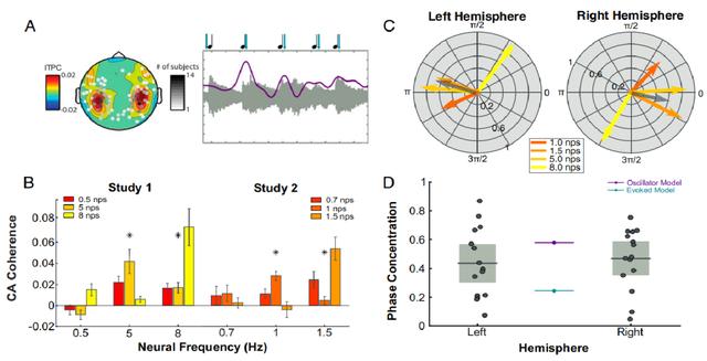 PNAS：音乐刺激调制神经节律的两种理论模型