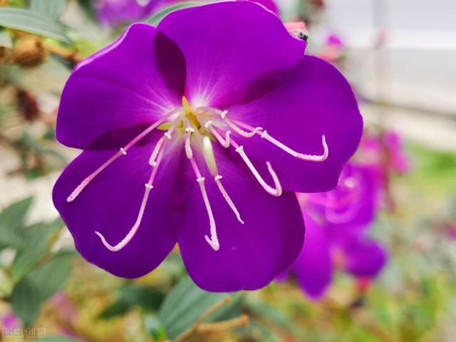 它也叫牡丹，比真牡丹便宜，是我认为的“宝藏花卉”