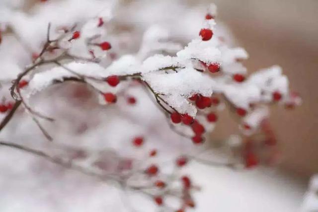 明日“大雪”节气！寒冷天气如何改善体质？宝宝经常咳嗽怎么办？