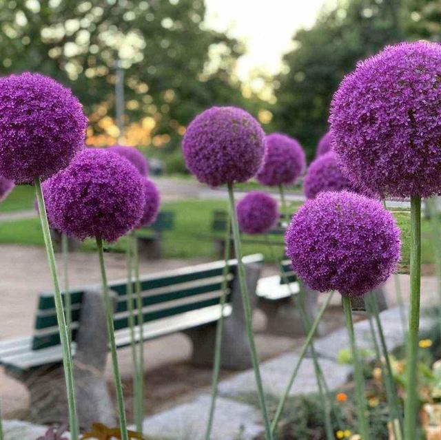 一个个球状的花儿，直立的花梗，这样的大花葱是怎么来的