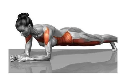 干货分享！深入剖析与腰痛相关的7块肌肉