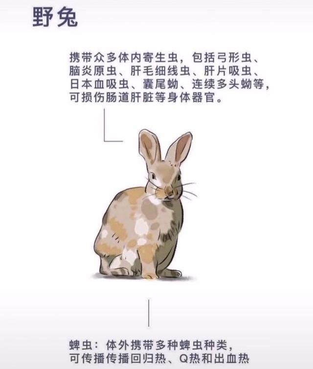 你的育儿经@理性一点，如何教育孩子正确认识小动物