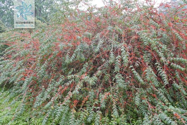 虾子花，见过吗？舒筋活络。治风湿痹痛、腰肌劳损、痛经