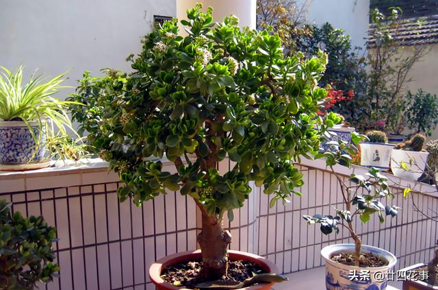 4种花，小苗“很便宜”，越养越“值钱”，聪明花友都喜欢