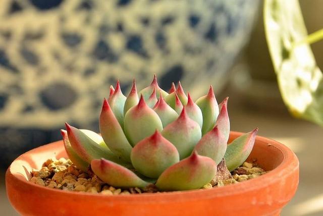 室内阳台养多肉，不要掉以轻心！密封空间盆栽更需注意细节