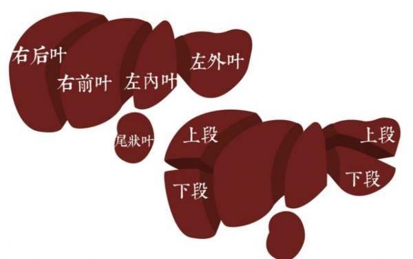肝脏|何康：吴孟超院士的创新，不只在手术台上