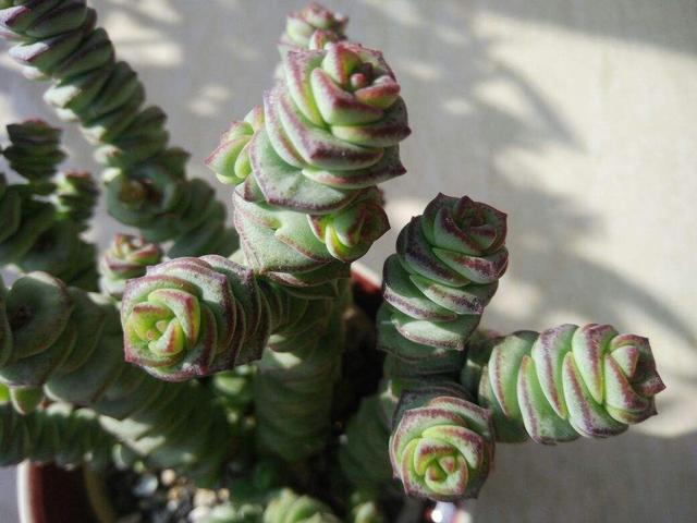 精致有质感的钱串，冬天养护注意4点，株型矮壮叶子胖嘟嘟