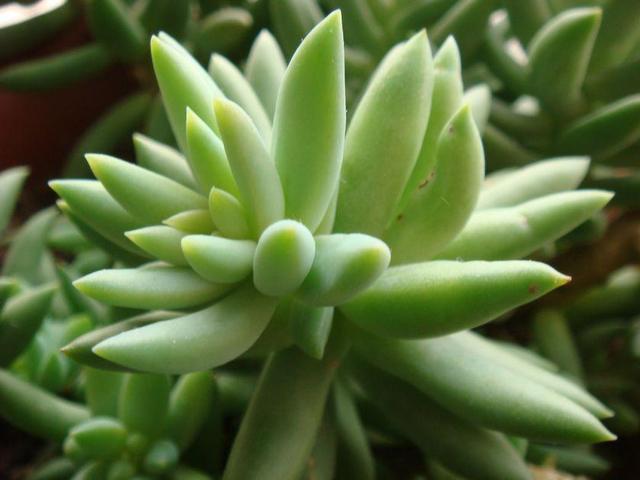 养这3种多肉赚大了，它们最喜欢爆盆，挂着养更是成串生长