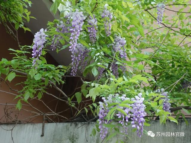 『玩乐足迹』去打卡！苏州园林紫藤花开，如梦的人间四月天来啦~