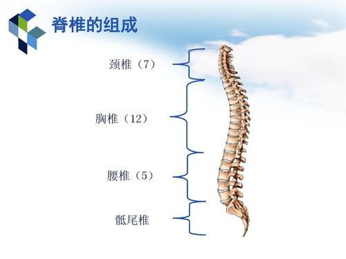 脊椎|结构调整——脊椎调整