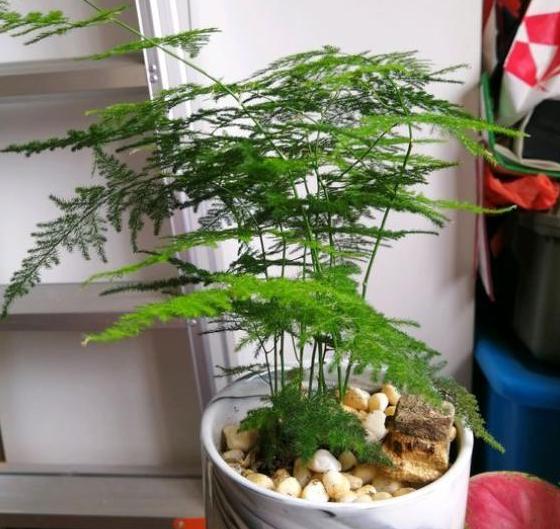 如何刺激文竹疯长侧芽？抓住4个关键点，春末可多养好几盆