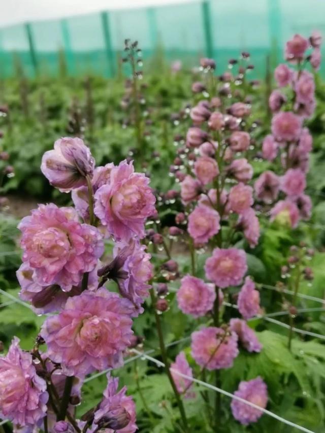 风靡花友圈的重瓣宿根飞燕草