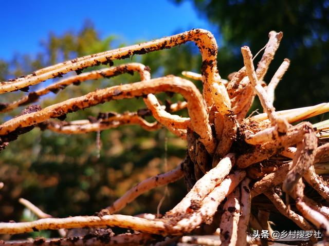 兰花多久换一次土？3个原因是关键，壮苗促蕾在于勤