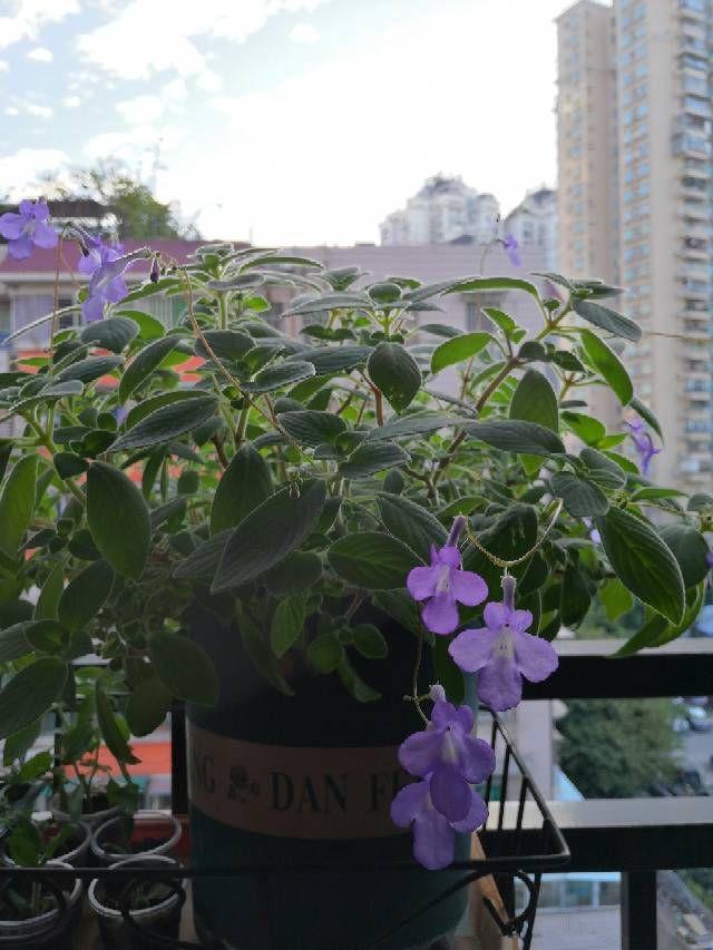 蓝海豚，优秀的室内开花植物，好看又好养，家养一盆，多季有花看