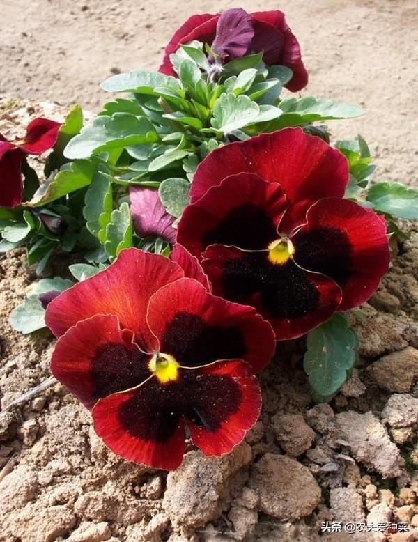 这3种花卉，冬天零下不怕“冻死”，耐寒能力杠杠的，漂亮好养