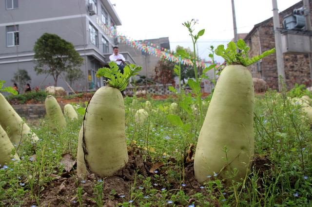 这6种普通蔬菜堪称痛风“天敌”，各个都是降尿酸高手