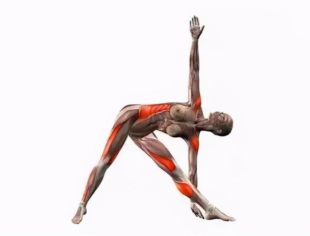 干货分享！深入剖析与腰痛相关的7块肌肉