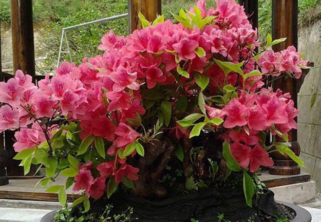 养杜鹃花，注意此3点，不掉一片叶，花朵颜色鲜艳