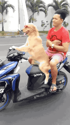 搞笑gif,这道菜看起来不错啊,色香味俱全,一般人吃不