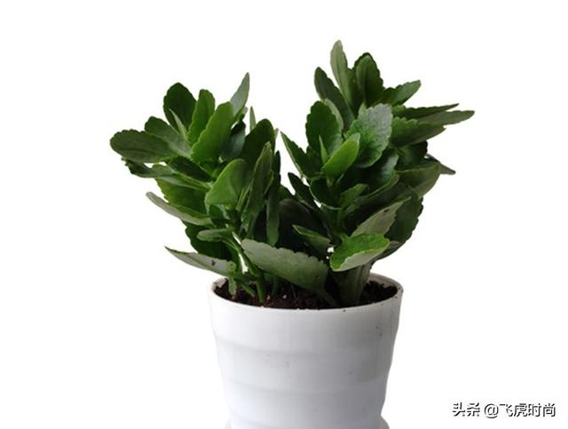 四种花一年四季能插扦，生根很容易，掌握方法才是重点